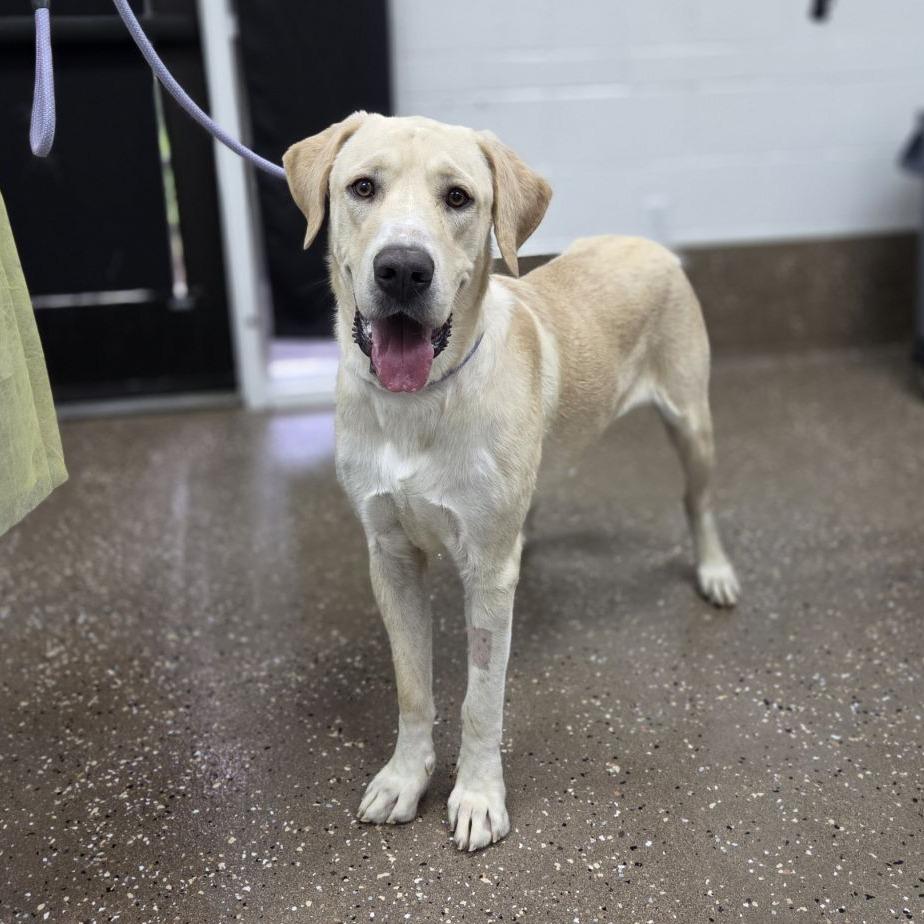 Enlarge Sprocket, a Adoptable mixed breed in Incline Village, NV image 1/1