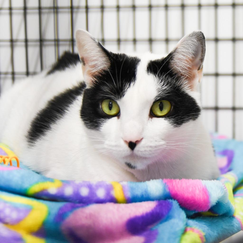 Selena, Adoptable, Adult Female Domestic Short Hair.