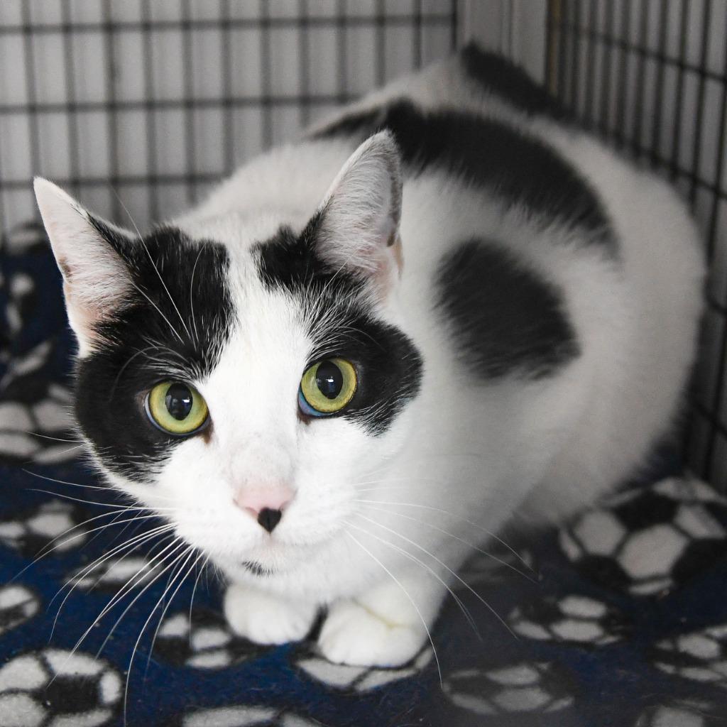 Selena, a Adoptable mixed breed in Ewing, NJ image 2/4