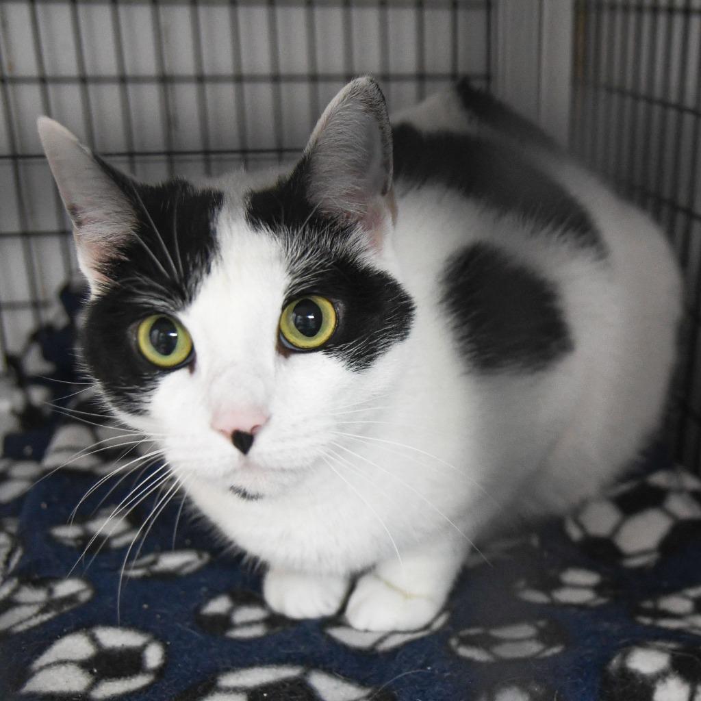 Selena, a Adoptable mixed breed in Ewing, NJ image 4/4