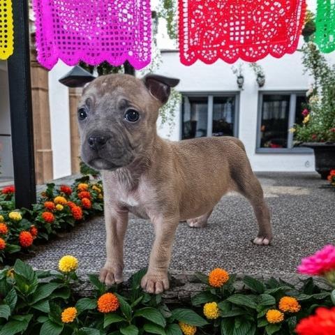 Enlarge BEAN, a Adoptable Pit Bull Terrier in Clinton Township, MI image 1/1