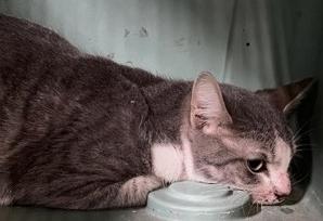 Leg, Adoptable, Adult Male Domestic Short Hair & Domestic Short Hair.