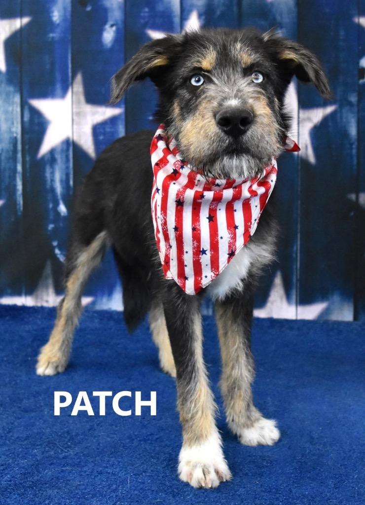 Patch, a Adoptable mixed breed in Gilbert, AZ image 1/3