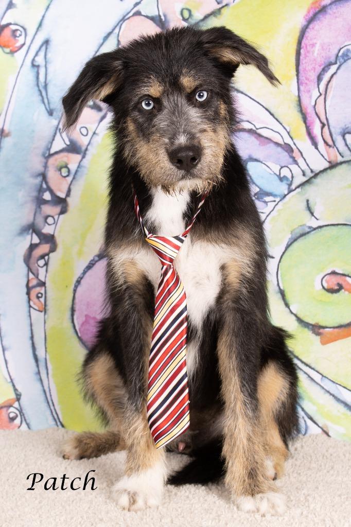 Patch, a Adoptable mixed breed in Gilbert, AZ image 2/3