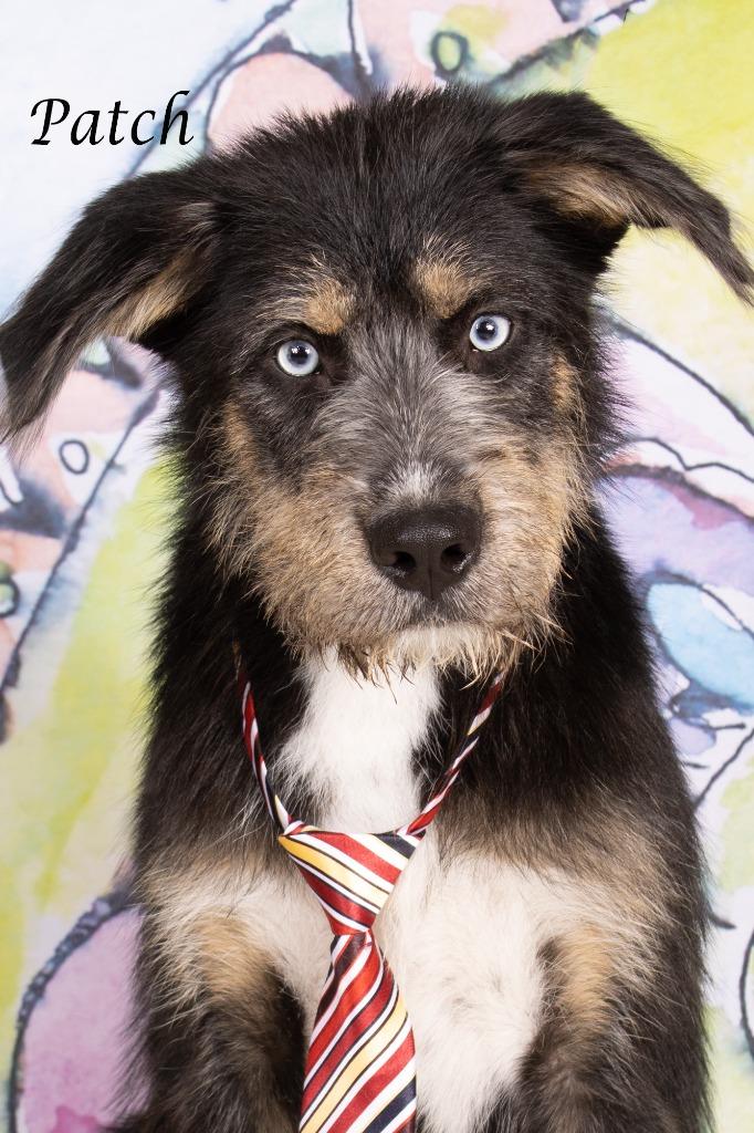 Patch, a Adoptable mixed breed in Gilbert, AZ image 3/3