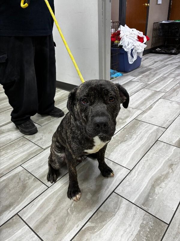Enlarge Cecil, a Adoptable Cane Corso in Mobile, AL image 1/1