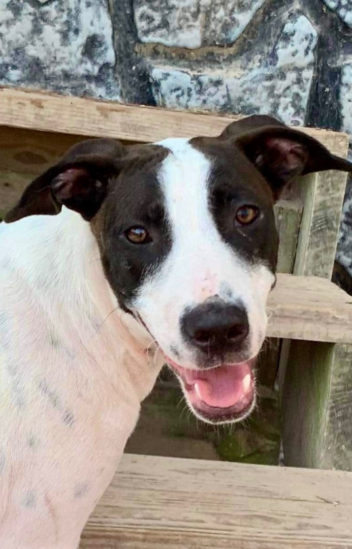 Enlarge Pong, a Adoptable mixed breed in Seattle, WA image 6/10
