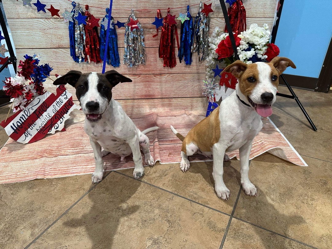 Enlarge Pong, a Adoptable mixed breed in Seattle, WA image 7/10