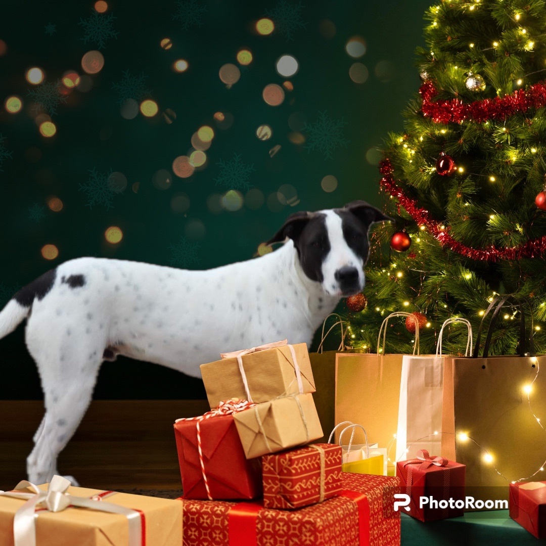 Enlarge Pong, a Adoptable mixed breed in Seattle, WA image 8/10