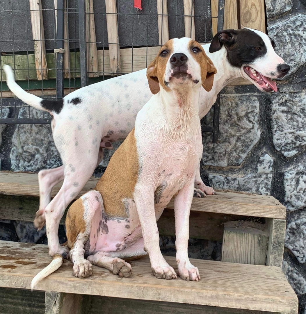 Enlarge Pong, a Adoptable mixed breed in Seattle, WA image 9/10