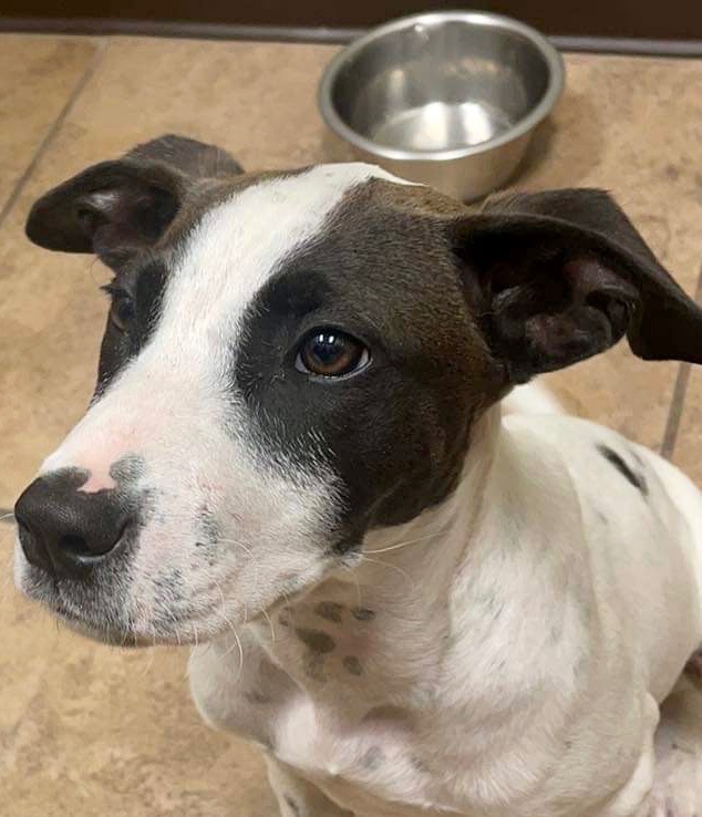 Enlarge Pong, a Adoptable mixed breed in Seattle, WA image 1/10