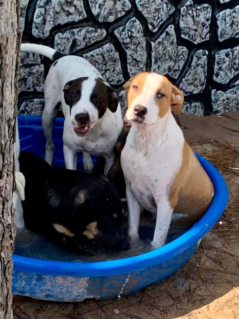 Enlarge Pong, a Adoptable mixed breed in Seattle, WA image 10/10