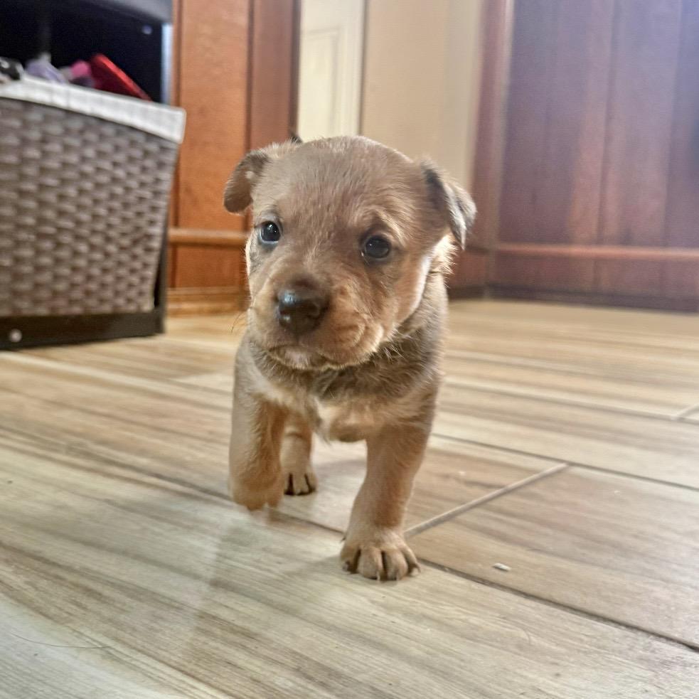 MISO, Adoptable, Puppy Female Terrier.