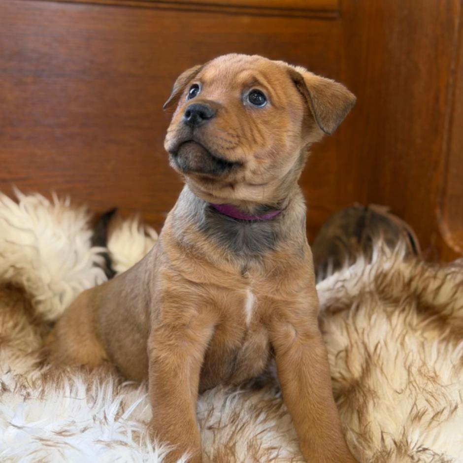 Enlarge MISO, a Adoptable mixed breed in Atco, NJ image 3/6