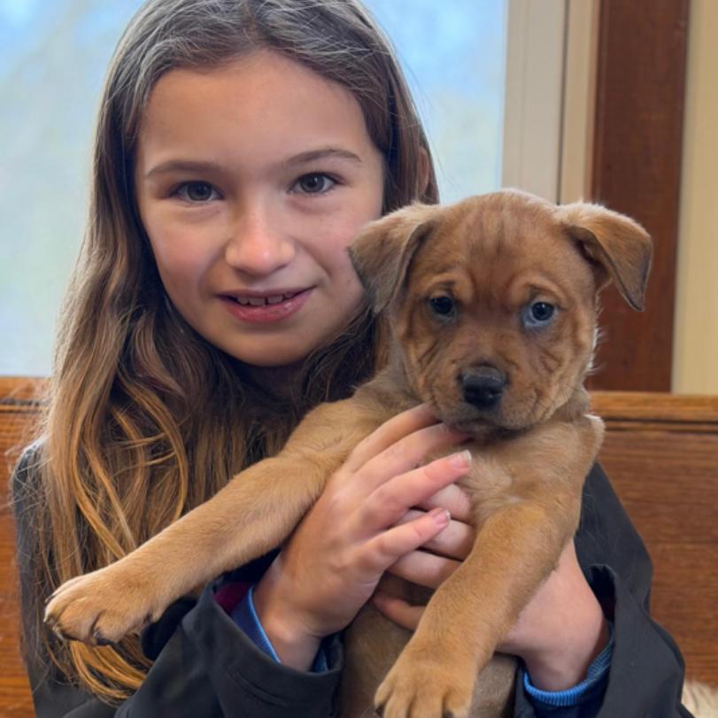 Enlarge MISO, a Adoptable mixed breed in Atco, NJ image 4/6