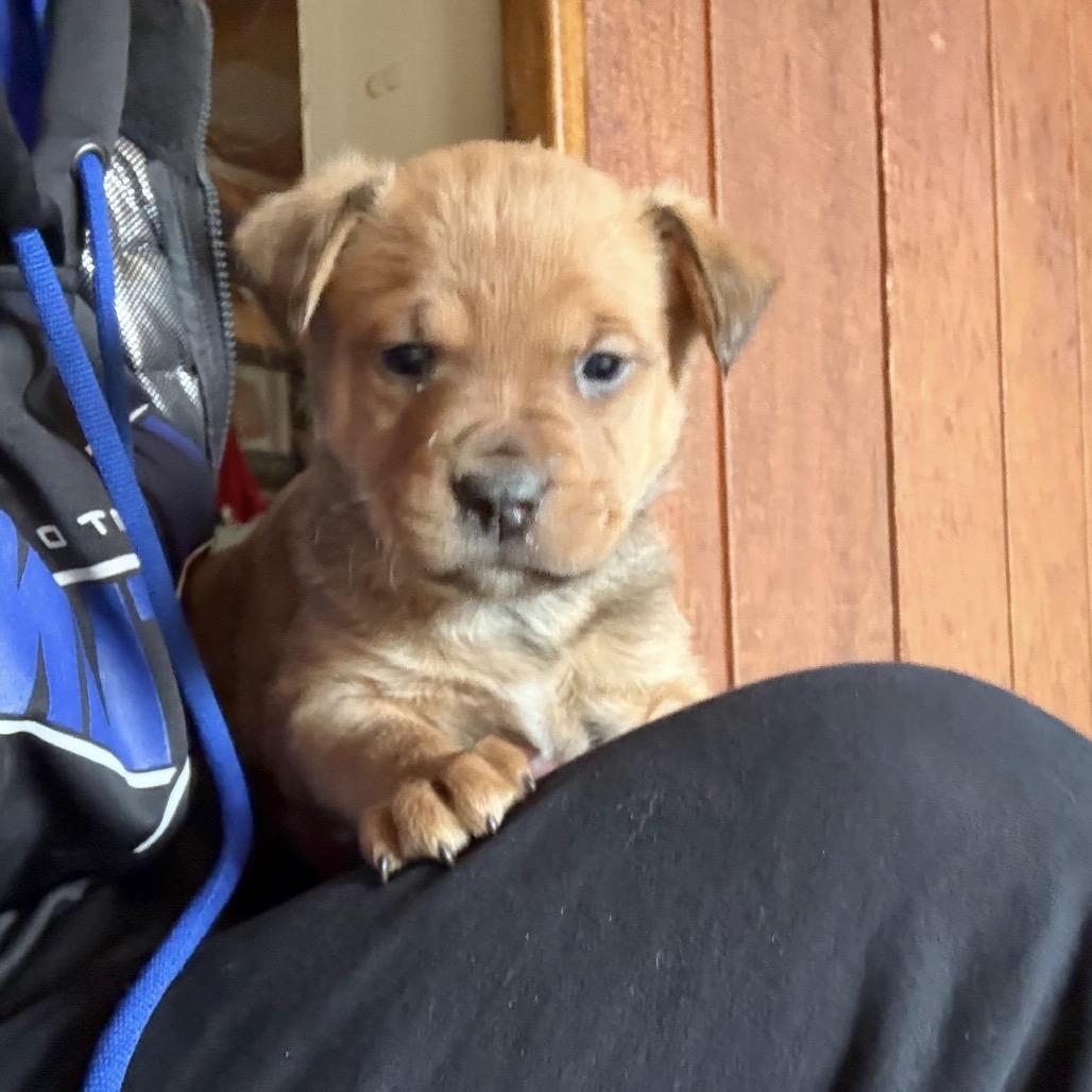 Enlarge MISO, a Adoptable mixed breed in Atco, NJ image 5/6