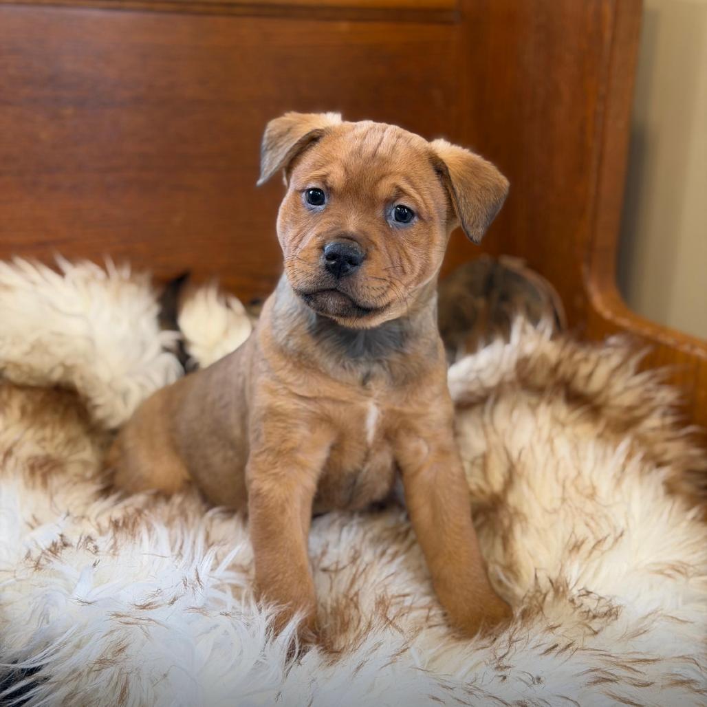 Enlarge MISO, a Adoptable mixed breed in Atco, NJ image 6/6