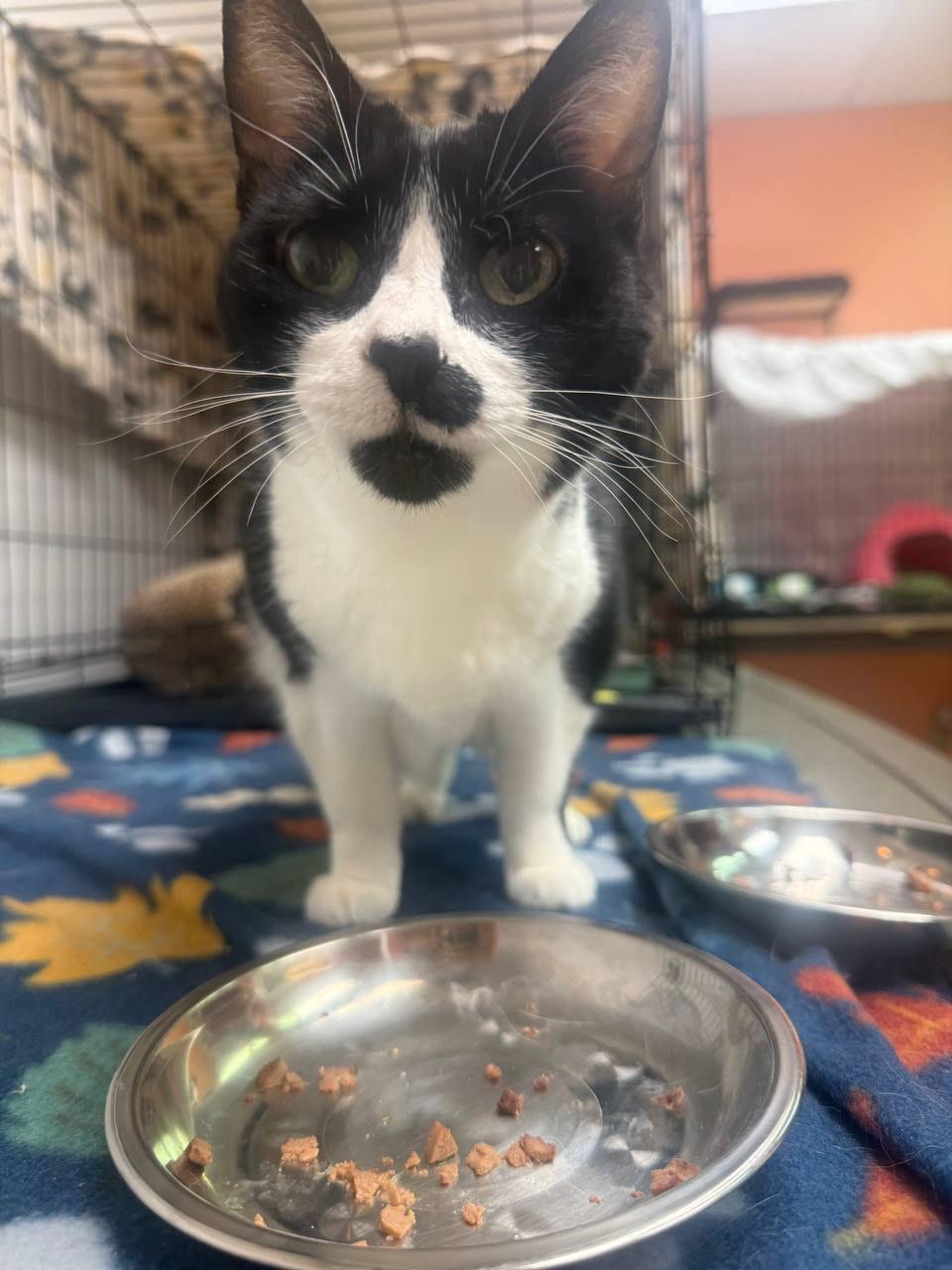 Toto, a ADOPTABLE Domestic Short Hair in Louisville, OH image 2/5
