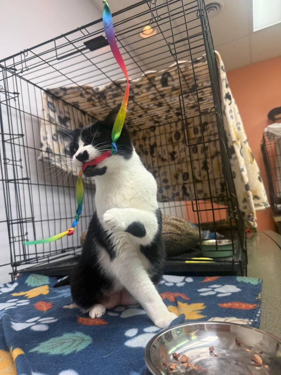 Toto, a ADOPTABLE Domestic Short Hair in Louisville, OH image 1/5