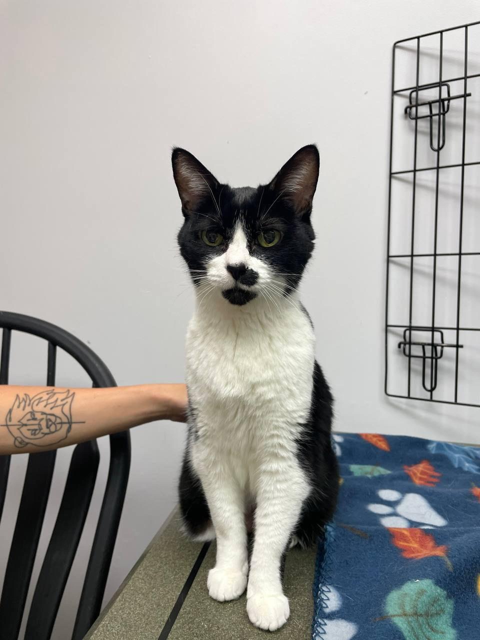 Toto, a ADOPTABLE Domestic Short Hair in Louisville, OH image 5/5
