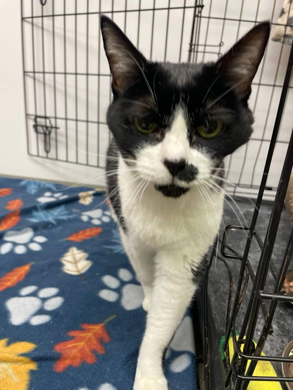 Toto, a ADOPTABLE Domestic Short Hair in Louisville, OH image 3/5