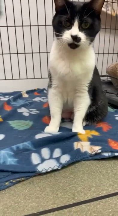 Enlarge Toto, a ADOPTABLE Domestic Short Hair in Louisville, OH video 4/5