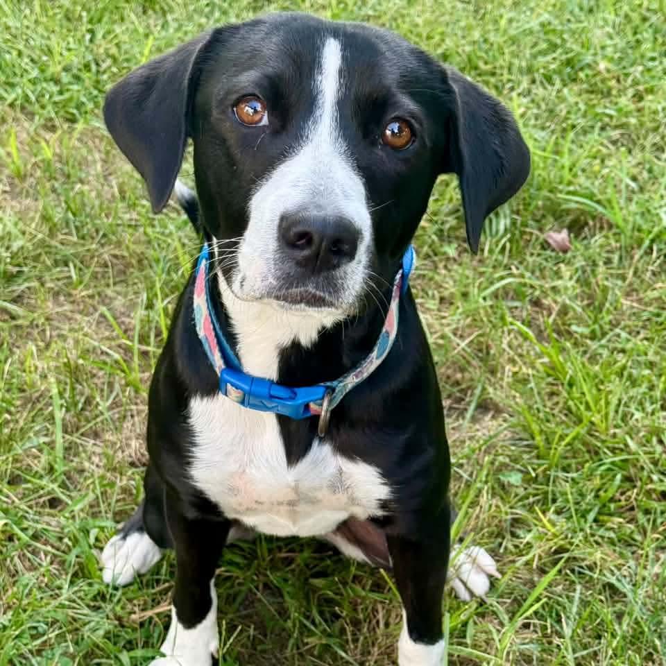 Enlarge Daisy, a Adoptable mixed breed in East Peoria, IL image 2/4
