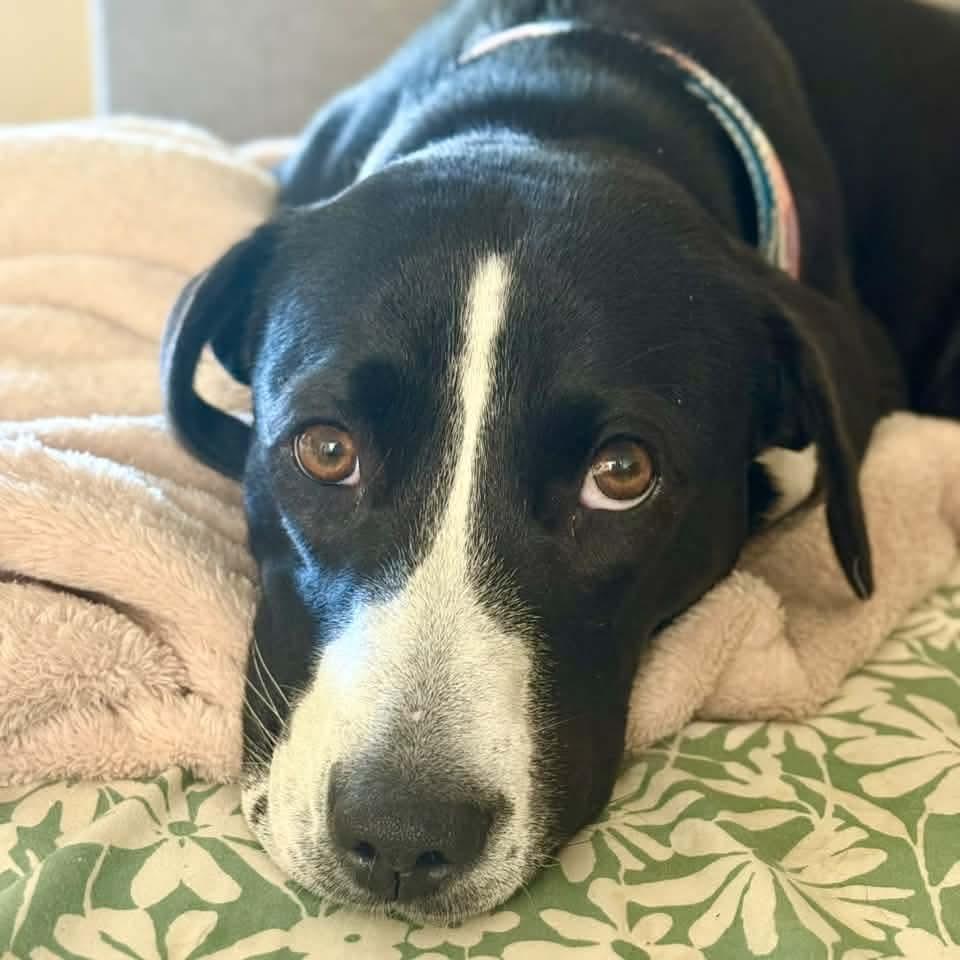 Enlarge Daisy, a Adoptable mixed breed in East Peoria, IL image 3/4