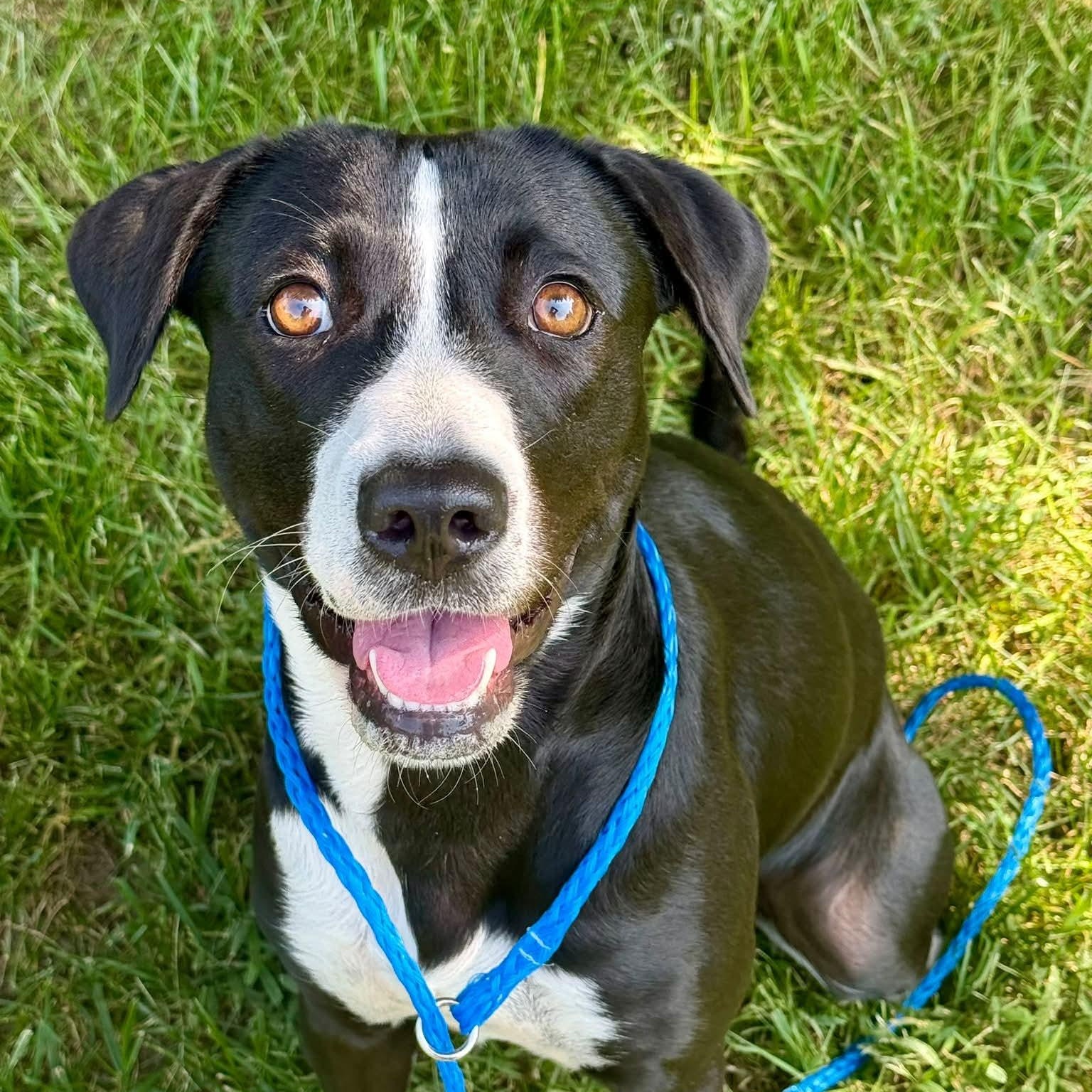 Daisy, Adoptable, Puppy Female Border Collie & Labrador Retriever.