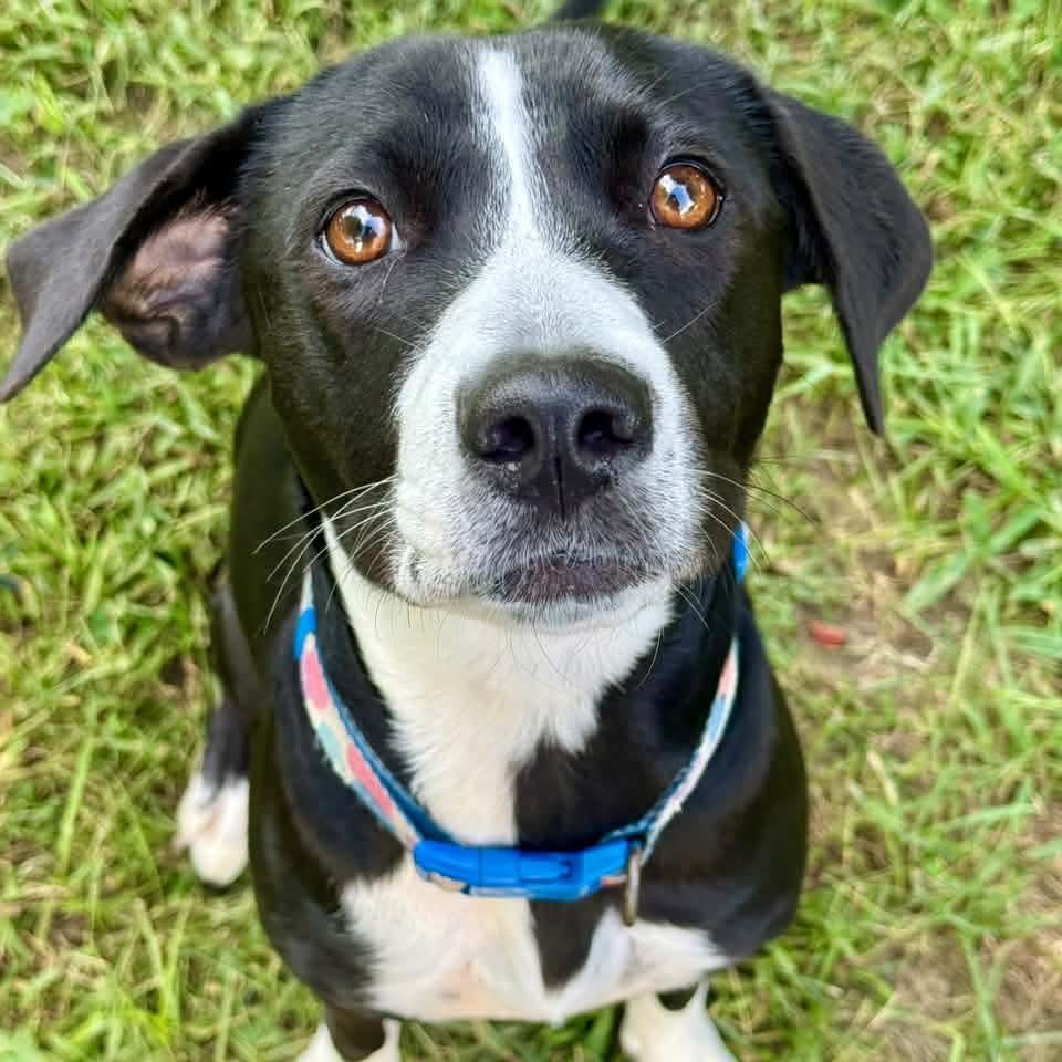 Enlarge Daisy, a Adoptable mixed breed in East Peoria, IL image 4/4