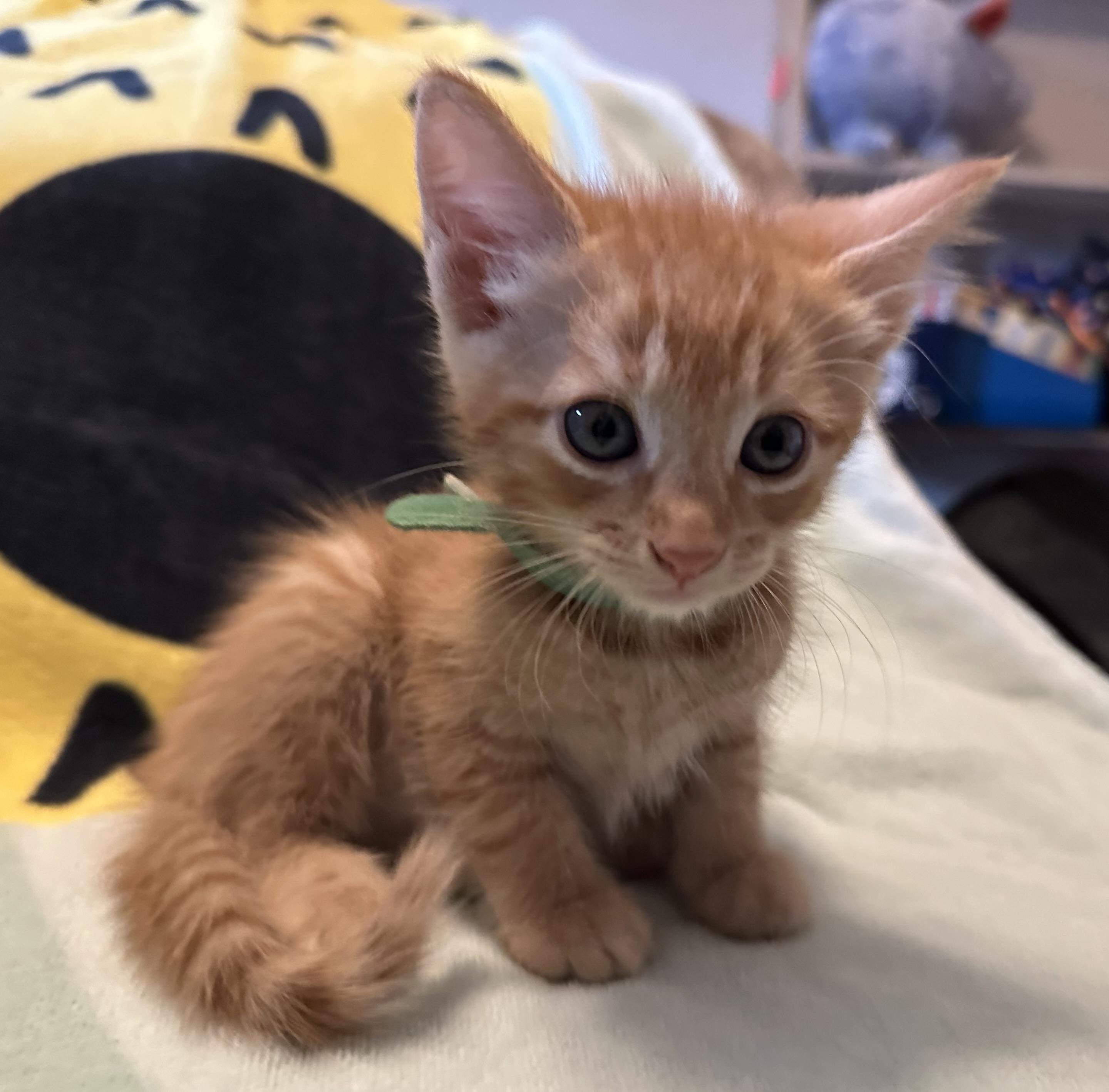 Enlarge Huey, a Adopted Domestic Short Hair in Spring Hill, FL image 1/1