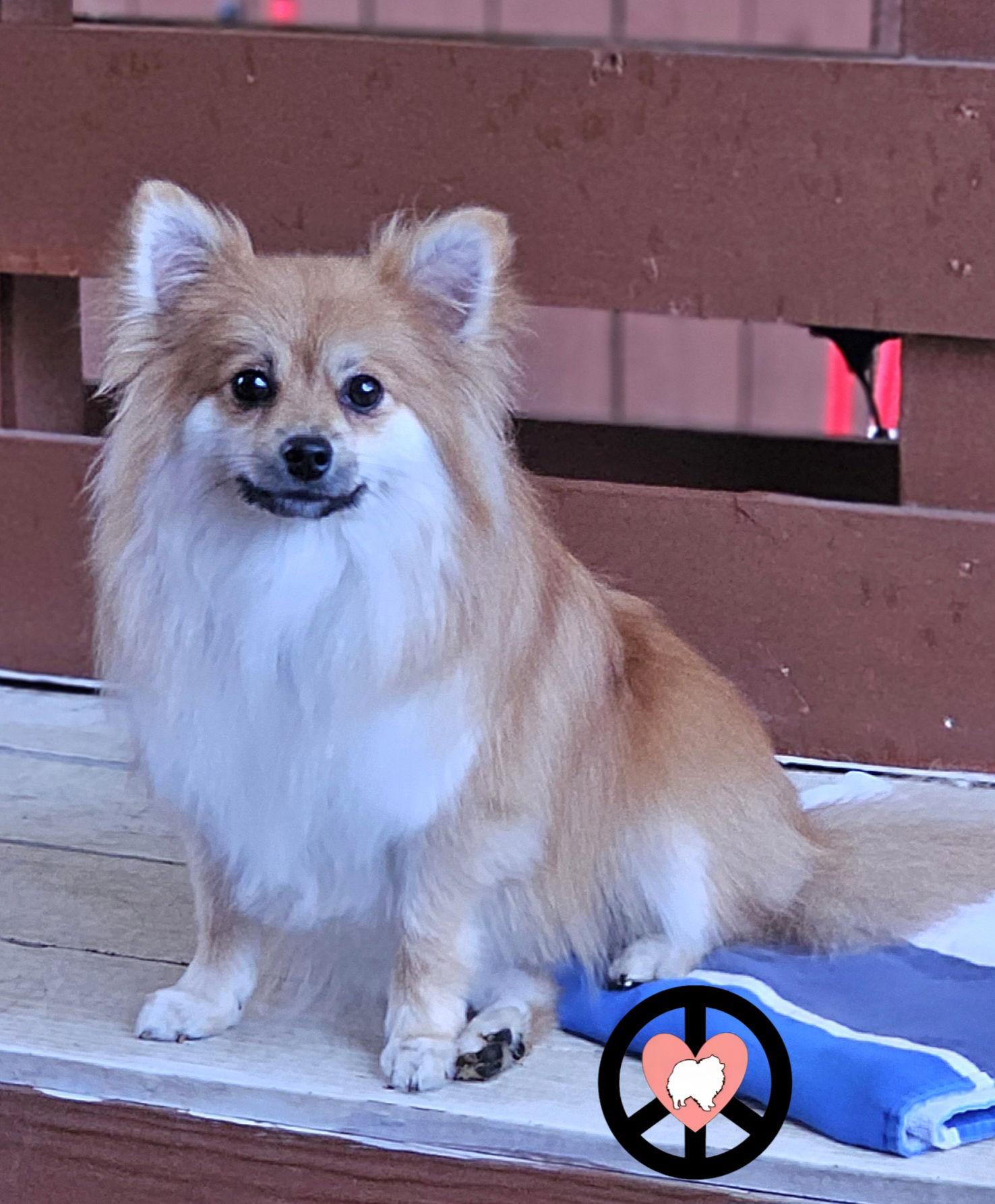 Enlarge Phoenix, a Adoptable Pomeranian in Lebanon, PA image 1/3