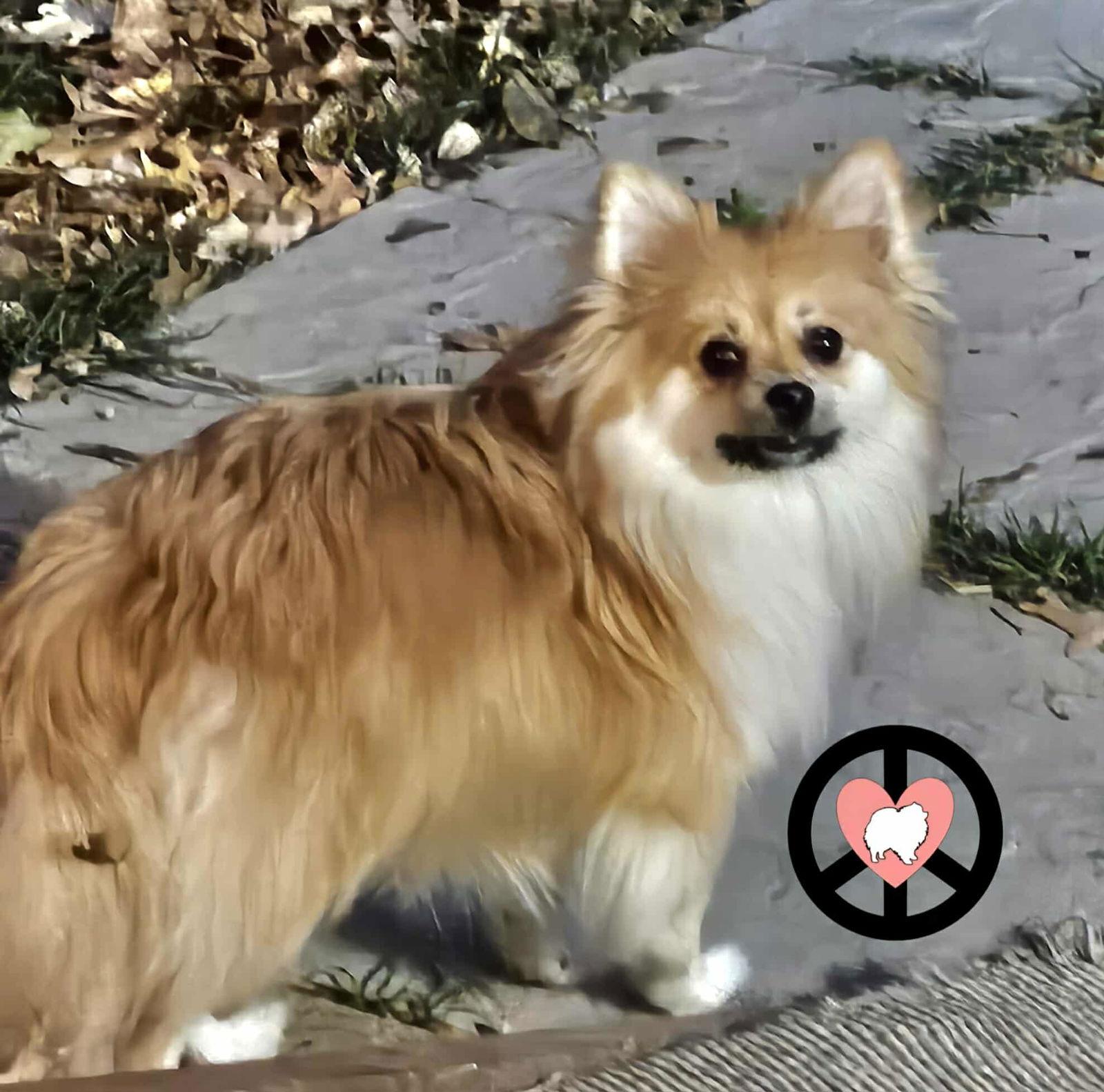 Enlarge Phoenix, a Adoptable Pomeranian in Lebanon, PA image 2/3