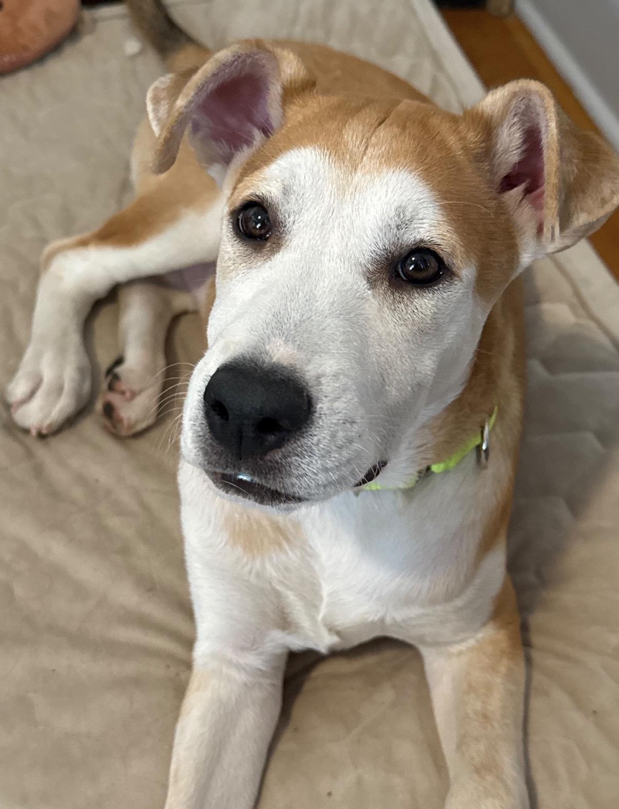 Enlarge Skippy, a Adoptable Mixed Breed in Pembroke, MA image 2/2