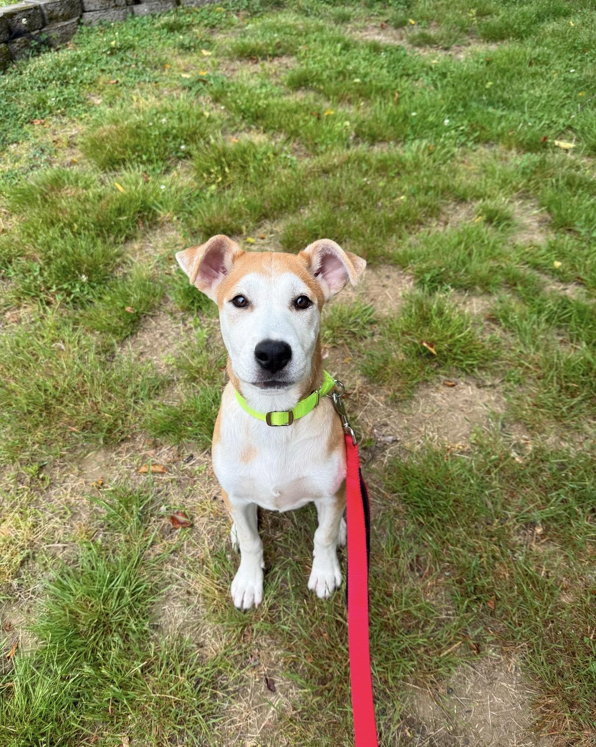 Skippy, Adoptable, Puppy Male Mixed Breed.