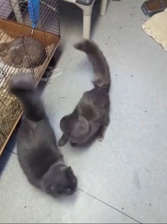 Enlarge Raven (bonded to Jay) , an adoptable Domestic Long Hair in Exeter, RI video 2/2