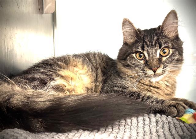 CORDYLINE*, Adoptable, Young Female Domestic Medium Hair.