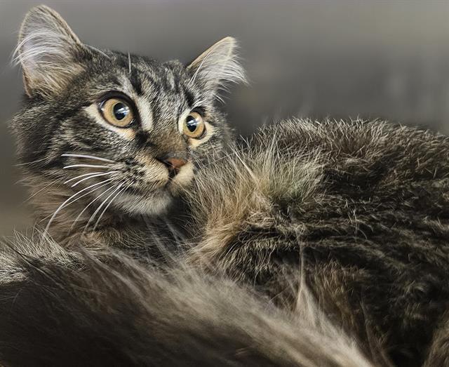 CORDYLINE*, Adoptable, Kitten Female Domestic Medium Hair.