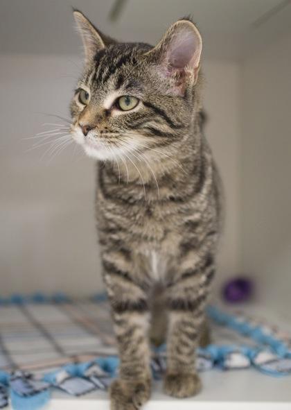 Queen, Adoptable, Kitten Female Domestic Short Hair & Domestic Short Hair.
