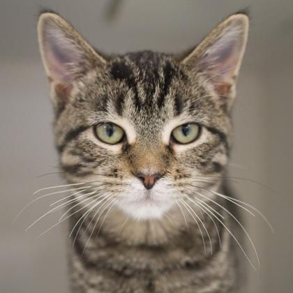 Enlarge Queen, a Adoptable Domestic Short Hair in Verona, WI image 2/3