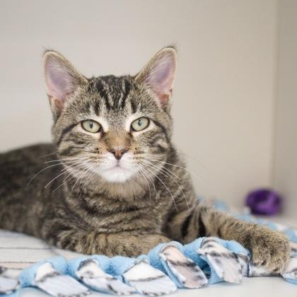 Enlarge Queen, a Adoptable Domestic Short Hair in Verona, WI image 2/3