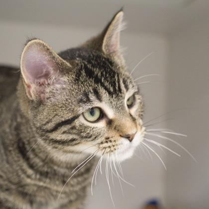 Enlarge Queen, a Adoptable Domestic Short Hair in Verona, WI image 3/3