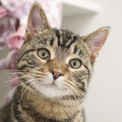 Enlarge Queen, a Adoptable Domestic Short Hair in Verona, WI image 3/3