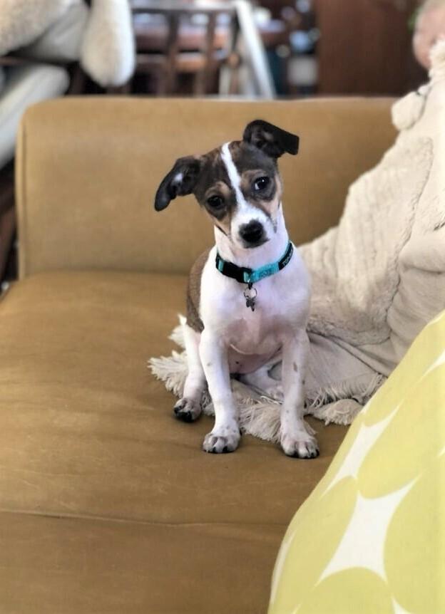 Enlarge Joy, a Adopted mixed breed in Windsor, CA image 1/3