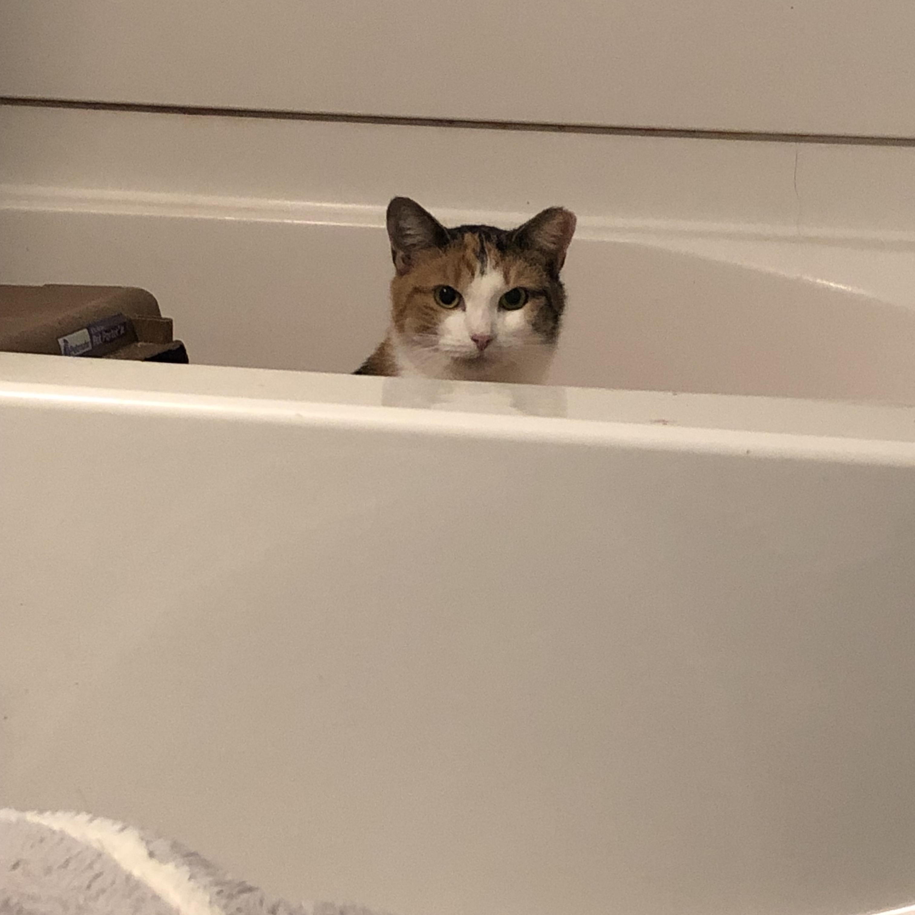 Enlarge Sally, a Adopted Torbie in Toano, VA image 2/5