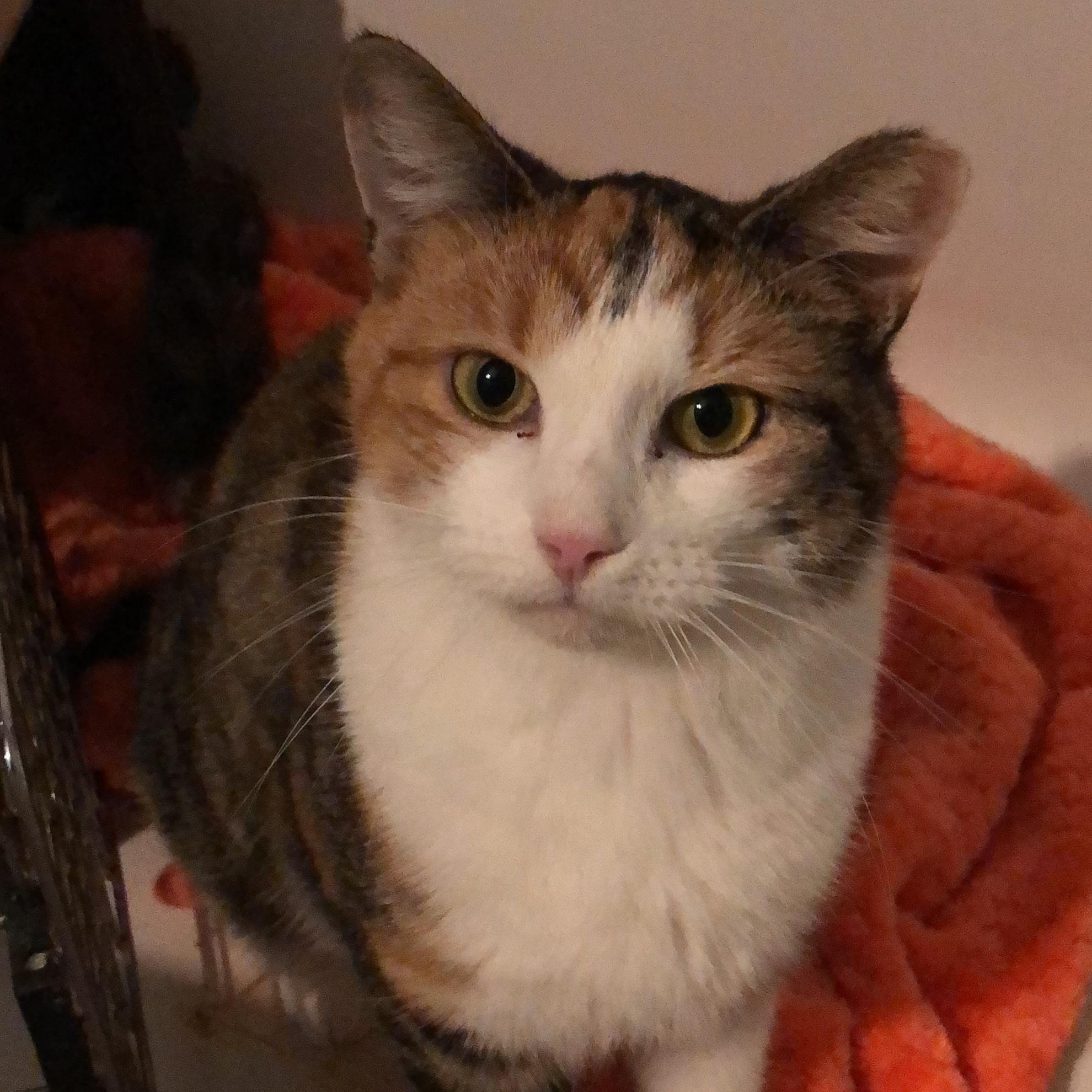 Enlarge Sally, a Adopted Torbie in Toano, VA image 1/5