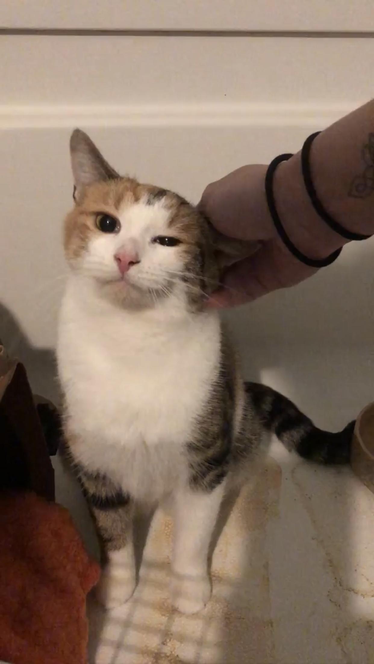 Enlarge Sally, a Adopted Torbie in Toano, VA image 3/5