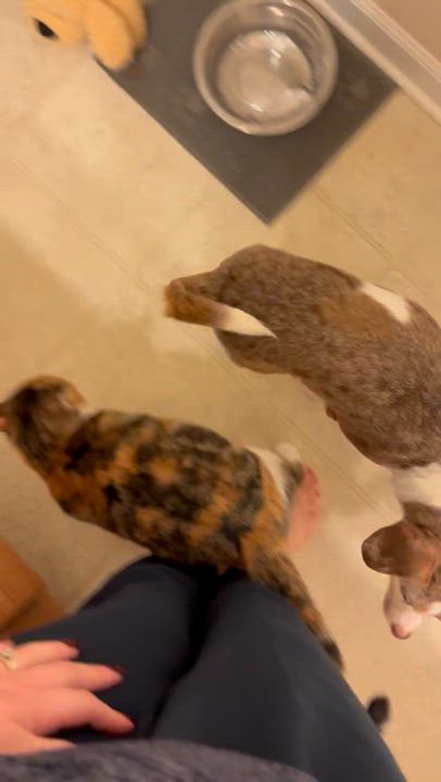 Enlarge Sally, a Adopted Torbie in Toano, VA video 5/5