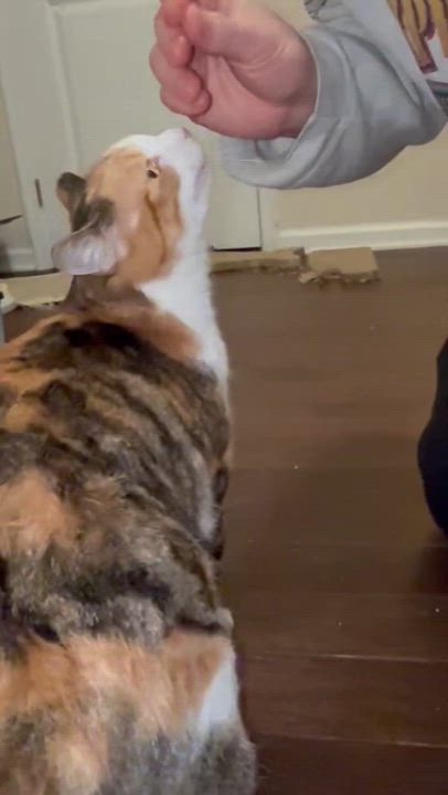 Enlarge Sally, a Adopted Torbie in Toano, VA video 4/5