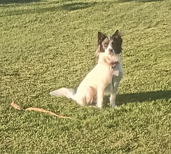 Complicated Carley, a Adoptable mixed breed in Eagle, MI image 3/6
